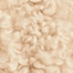 ECRU