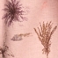 MAUVE PALM PRINT