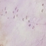 LILAC MULTI