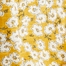 OCHRE