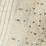 SAND DOLLAR