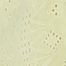 PALE LIME YELLOW