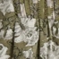 OLIVE MULTI