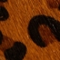 ALLOVER LEOPARD 10