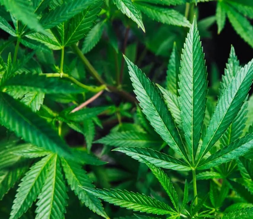 Hemp leaf background